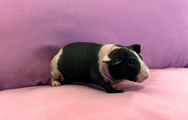skinny morčátko k prodeji lottie